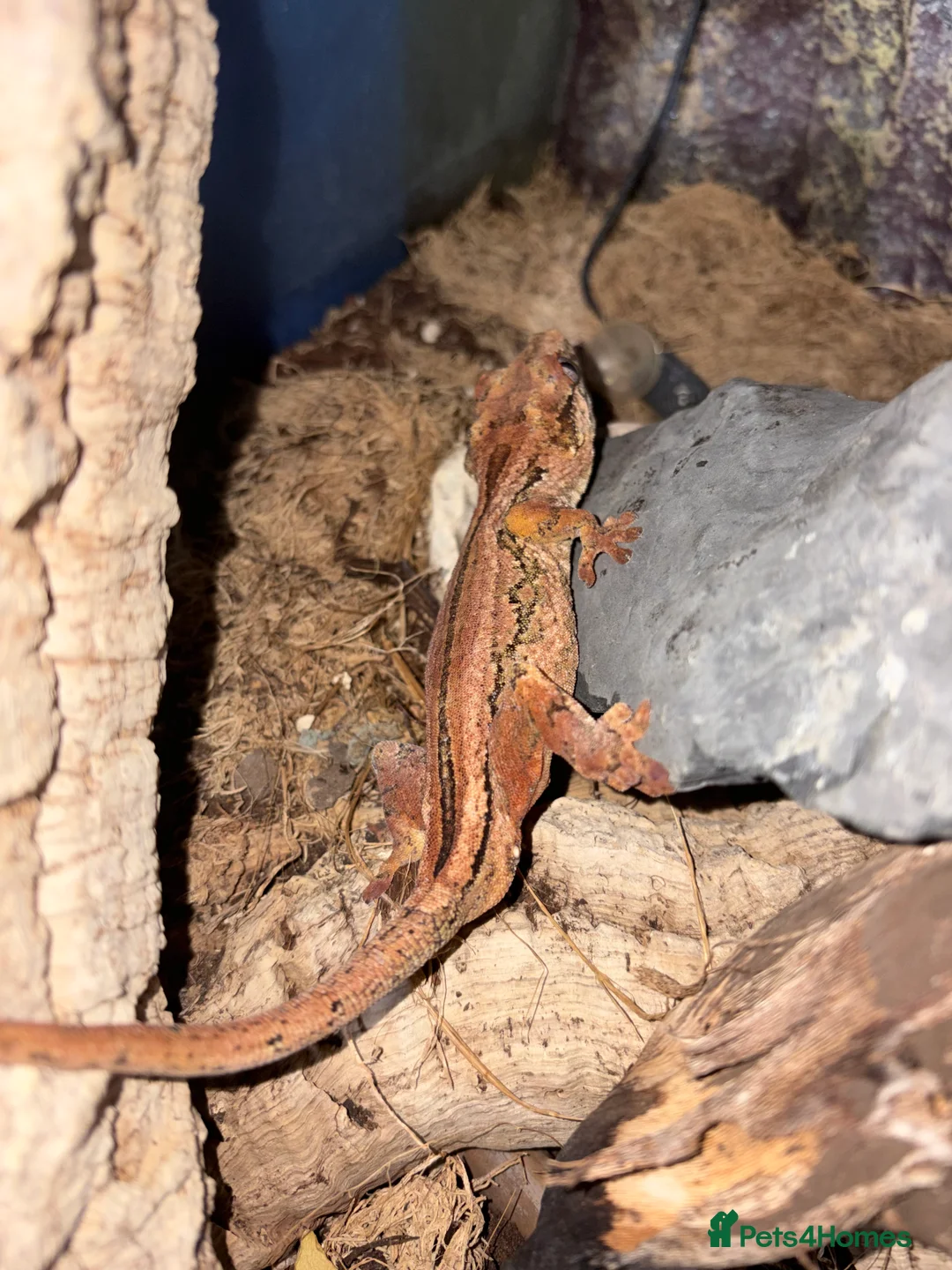 Gecko reptiles for sale: 3 Gargoyle Geckos - Advert 13