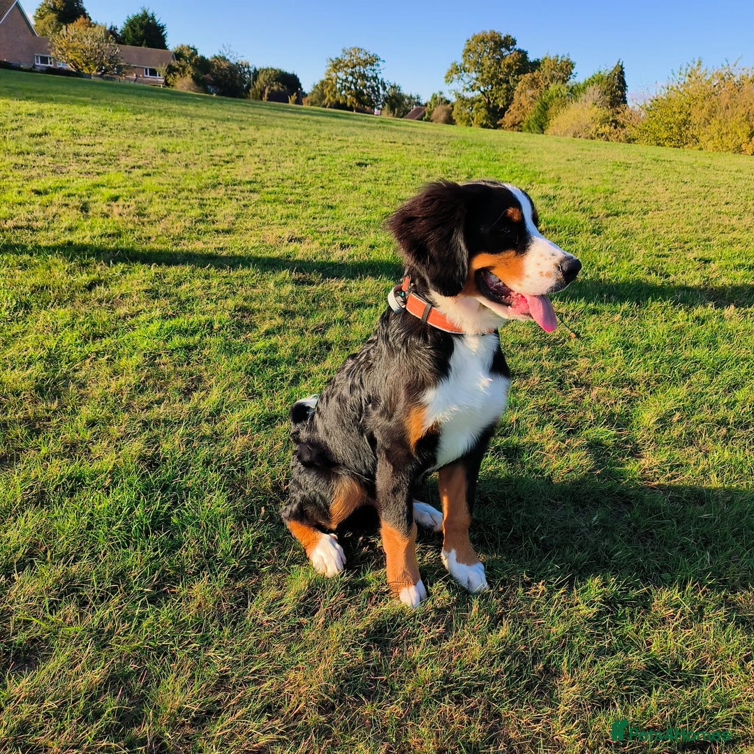 Bernese Mountain Dog dogs for sale: 5 month old stunning dog - Image 3