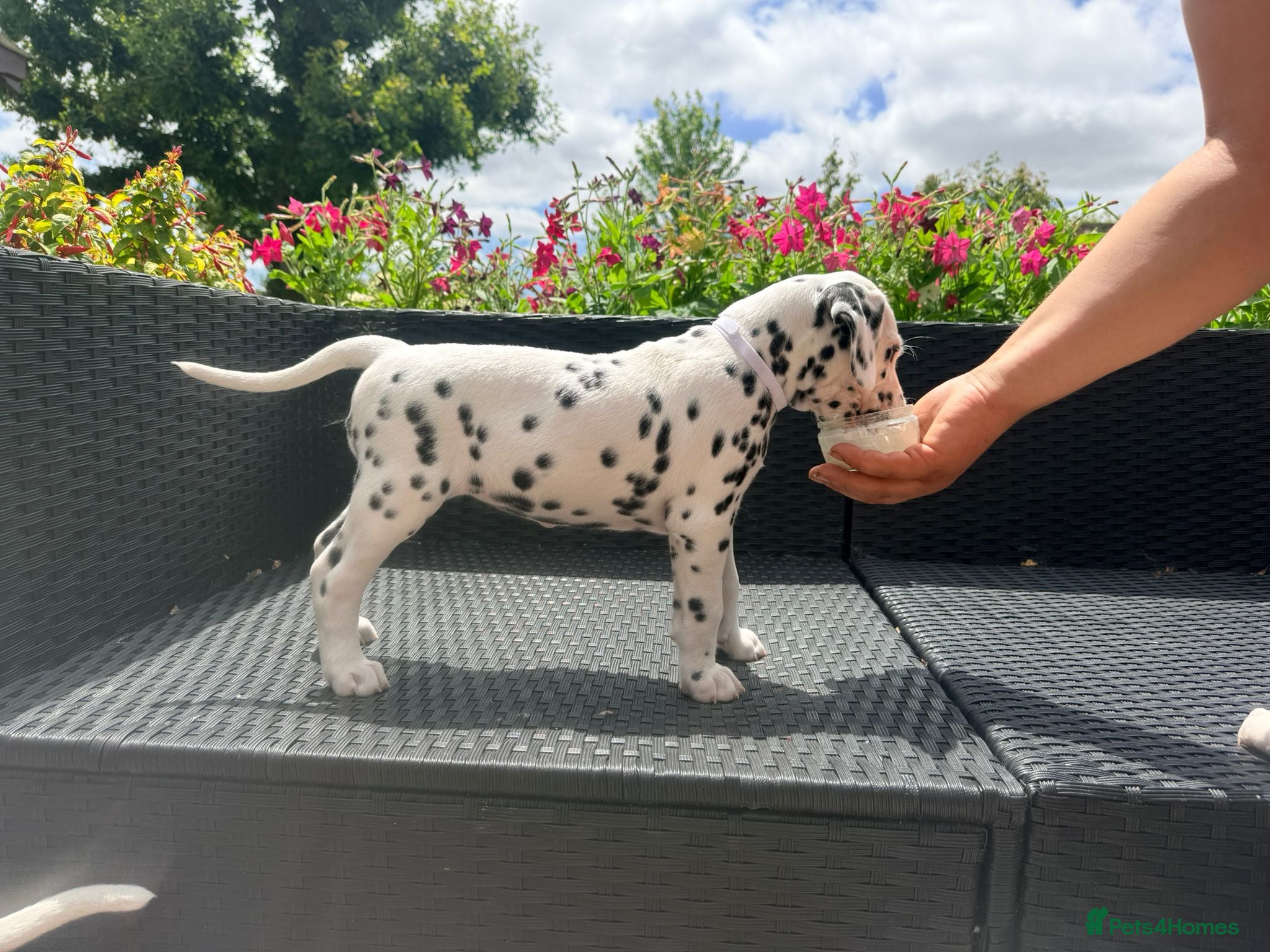 Dalmatian dogs Perdi's litter - Advert 2