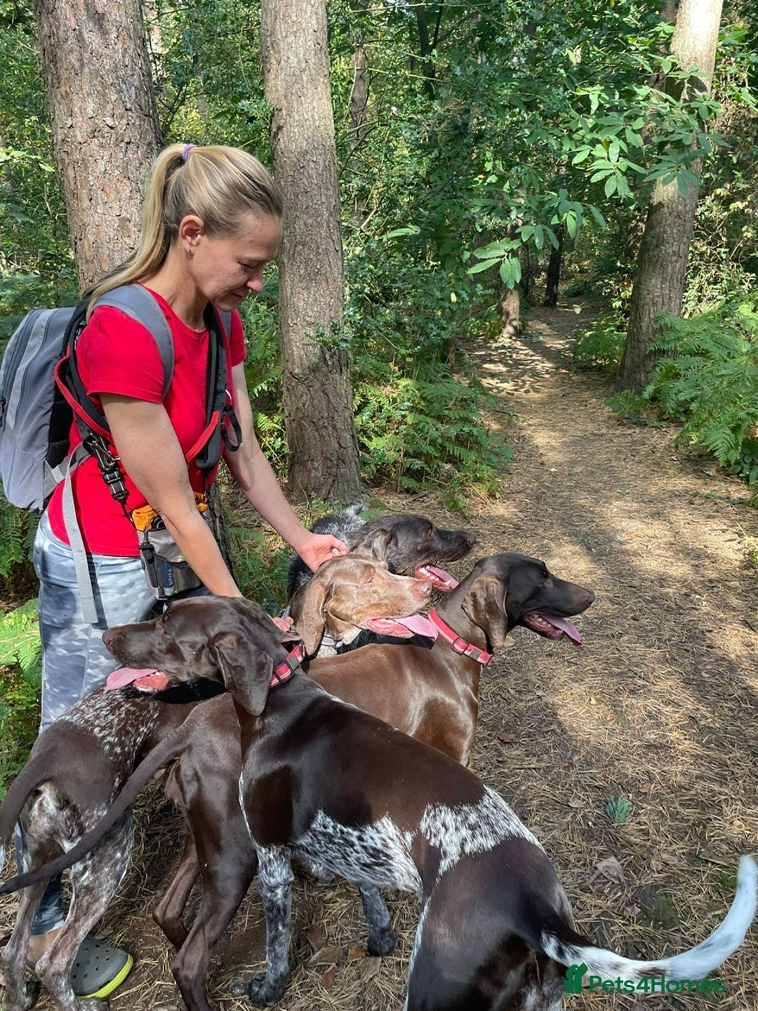 German Shorthaired Pointer dogs for sale: PERFECT TOP DOG £3500 - Advert 4