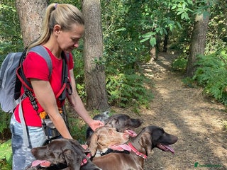 German Shorthaired Pointer dogs PERFECT TOP DOG £3500 - Advert 5