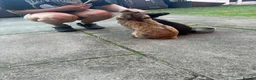 Mini Lion Lop rabbits for sale: Mini lion lop and lion head babies  - Advert 19
