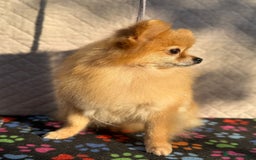 Pomeranian dogs for adoption: Minnie’s Story: From Cruelty to Courage - Image 2