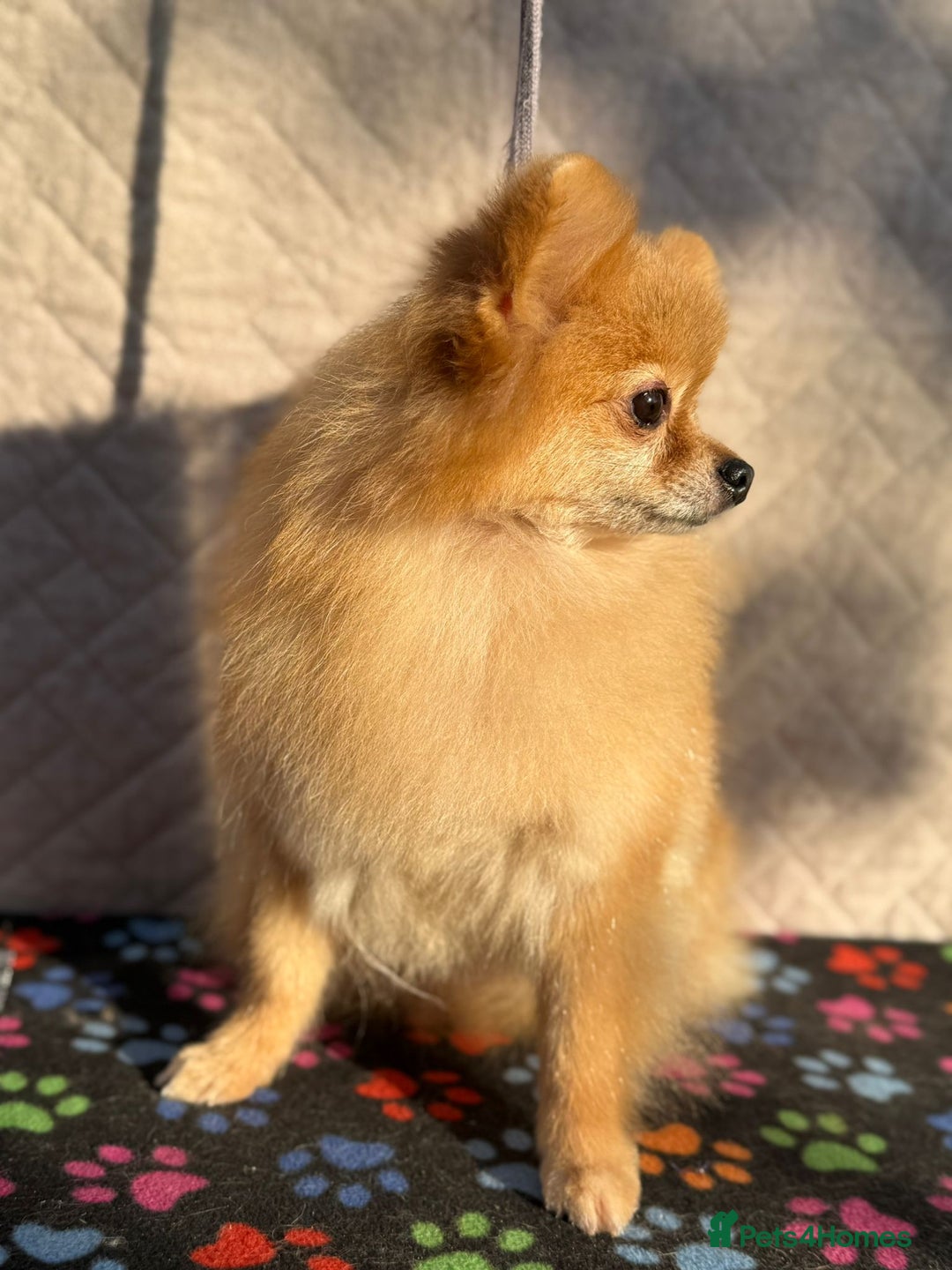 Pomeranian dogs for adoption: Minnie’s Story: From Cruelty to Courage - Image 2