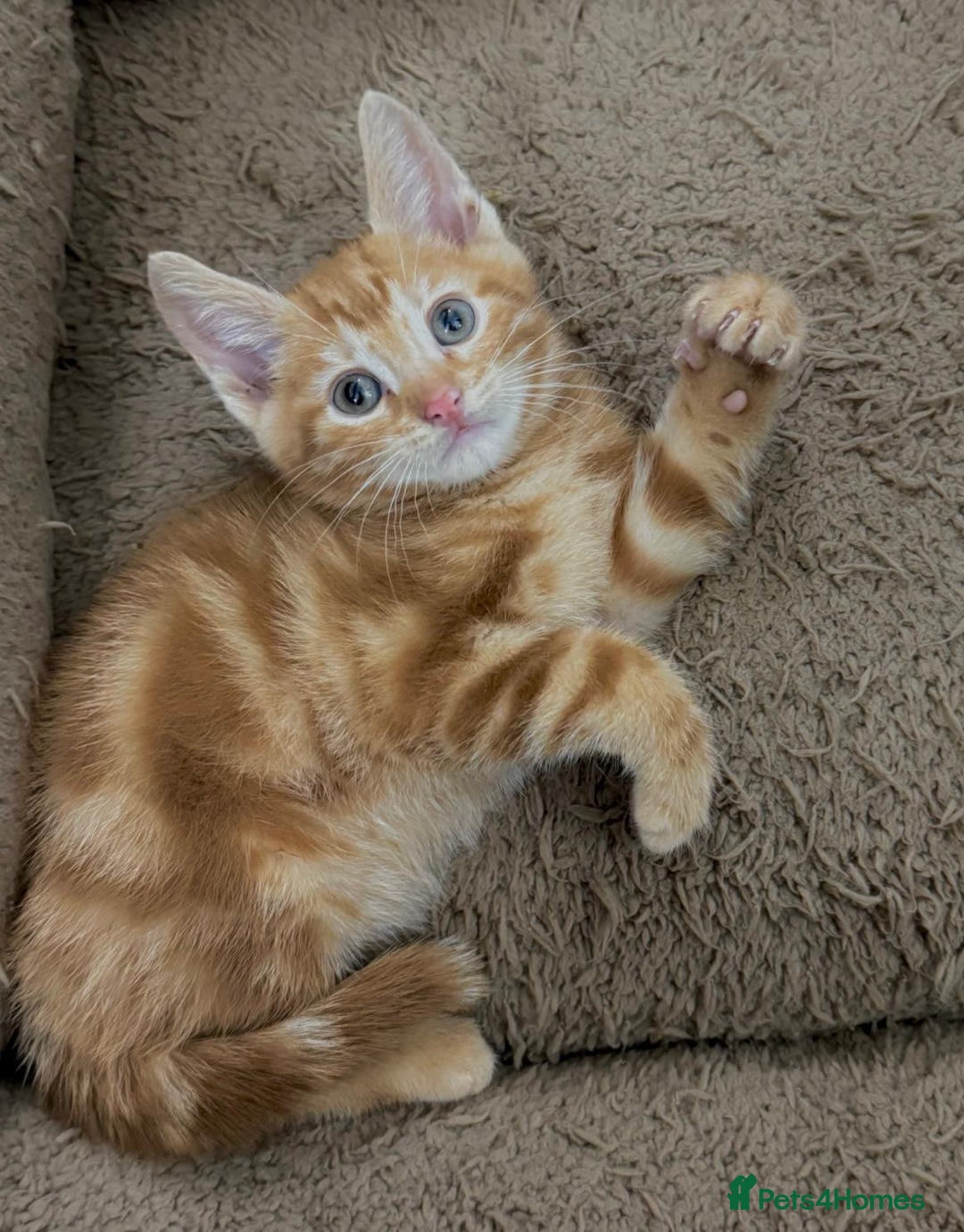 Mixed Breed cats for sale: LOVELY KITTENS  - Advert 9