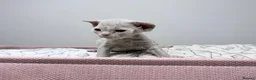 Devon Rex cats for sale: Beautiful blue boy and lilac girl!!!!! - Advert 17