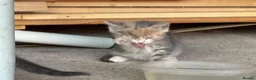 Mixed Breed cats for sale: 5 lovely female kittens for sale - Advert 8