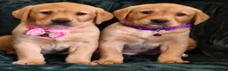 Labrador Retriever dogs for sale: ⭐⭐7 Beautiful Fox Red Labrador Pups Ready Soon!⭐⭐️ - Advert 16