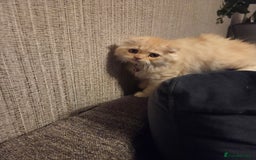 Scottish Fold cats for sale: !1 LEFT! BEAUTIFUL SCOTTISH FOLDS FOR SALE - Image 28