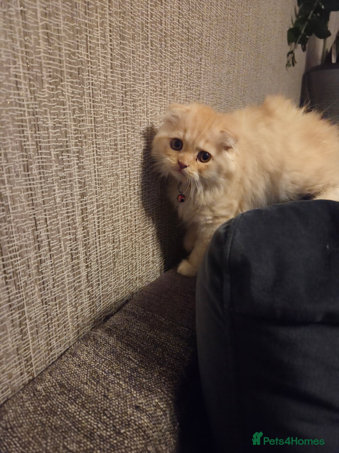 Scottish Fold cats for sale: !1 LEFT! BEAUTIFUL SCOTTISH FOLDS FOR SALE - Image 28