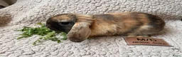 Mini Lop rabbits for sale: 6 MIXED GENDER BEAUTIFUL MINI LOP BUNNYS FOR SALE - Advert 6