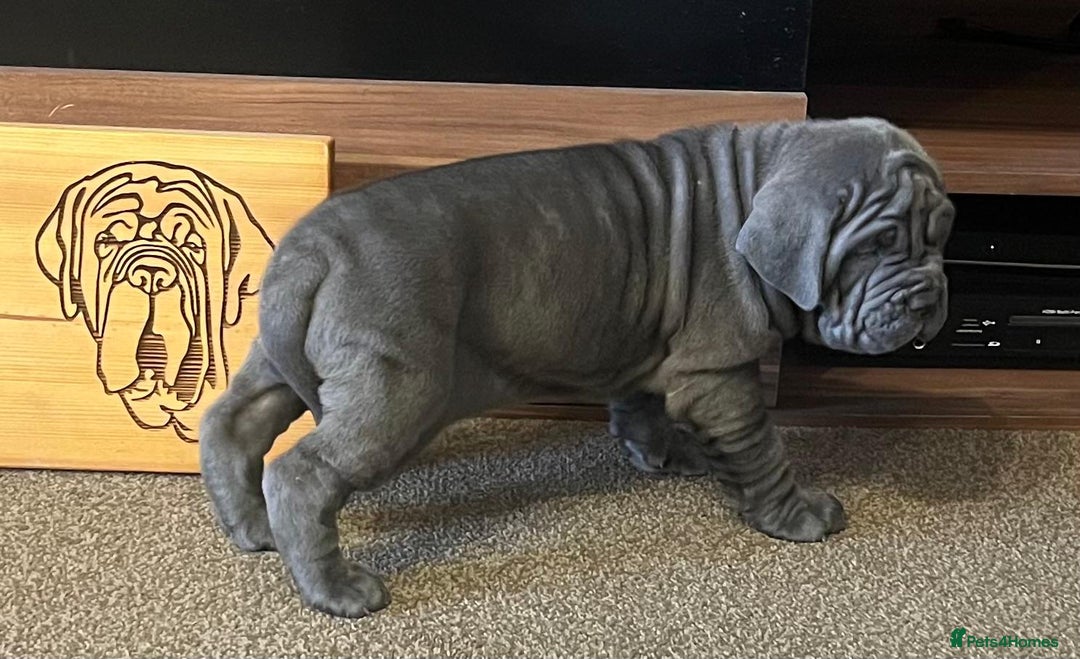 Neapolitan Mastiff dogs for sale: Makaevo Puppies - Advert 28