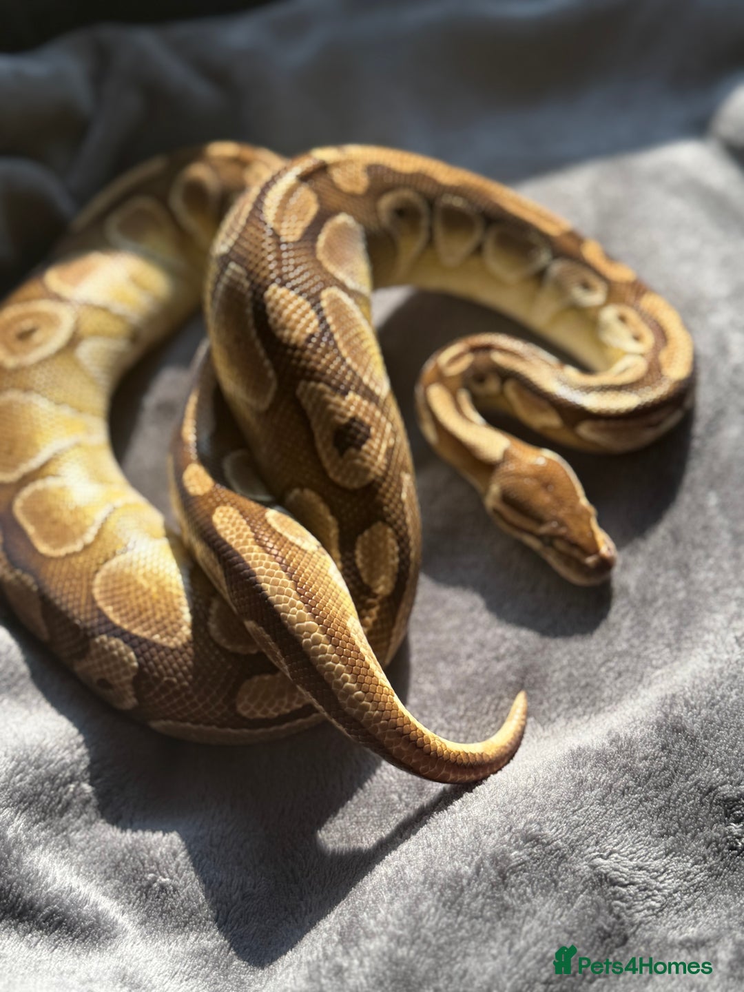 Python Snake reptiles for sale: Ball pythons, babies and adults various morphs - Image 10