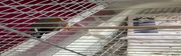 Finches birds for sale: Male and female zebra finches for sale  in Burton-on-Trent - Advert 2