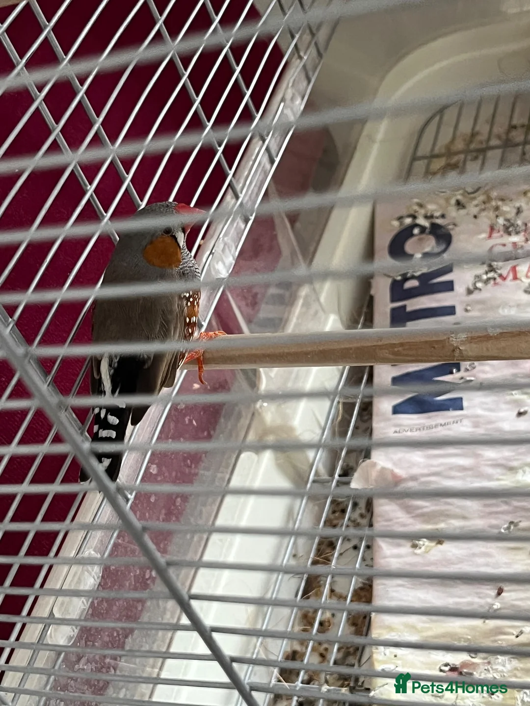 Finches birds for sale: Male and female zebra finches for sale  in Burton-on-Trent - Advert 2