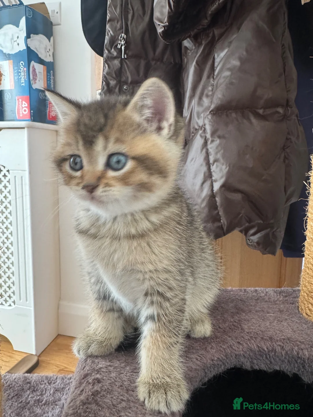 British Shorthair cats for sale: 🐱❤️ Beautiful Kittens Looking for Loving Homes! in Surbiton - Advert 26