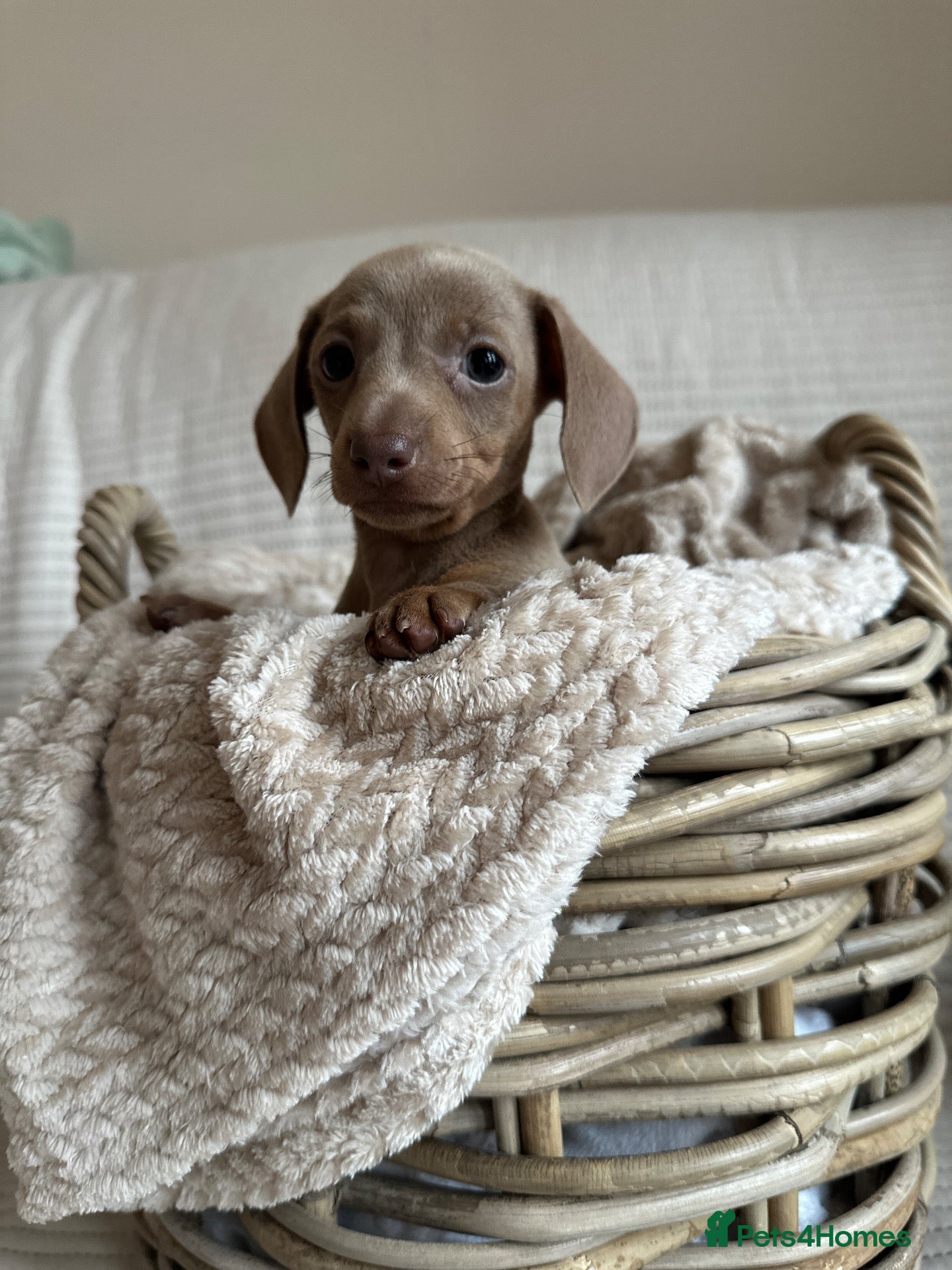 Miniature Dachshund dogs 🤍exceptional KC PRA clear🤍 - Advert 2