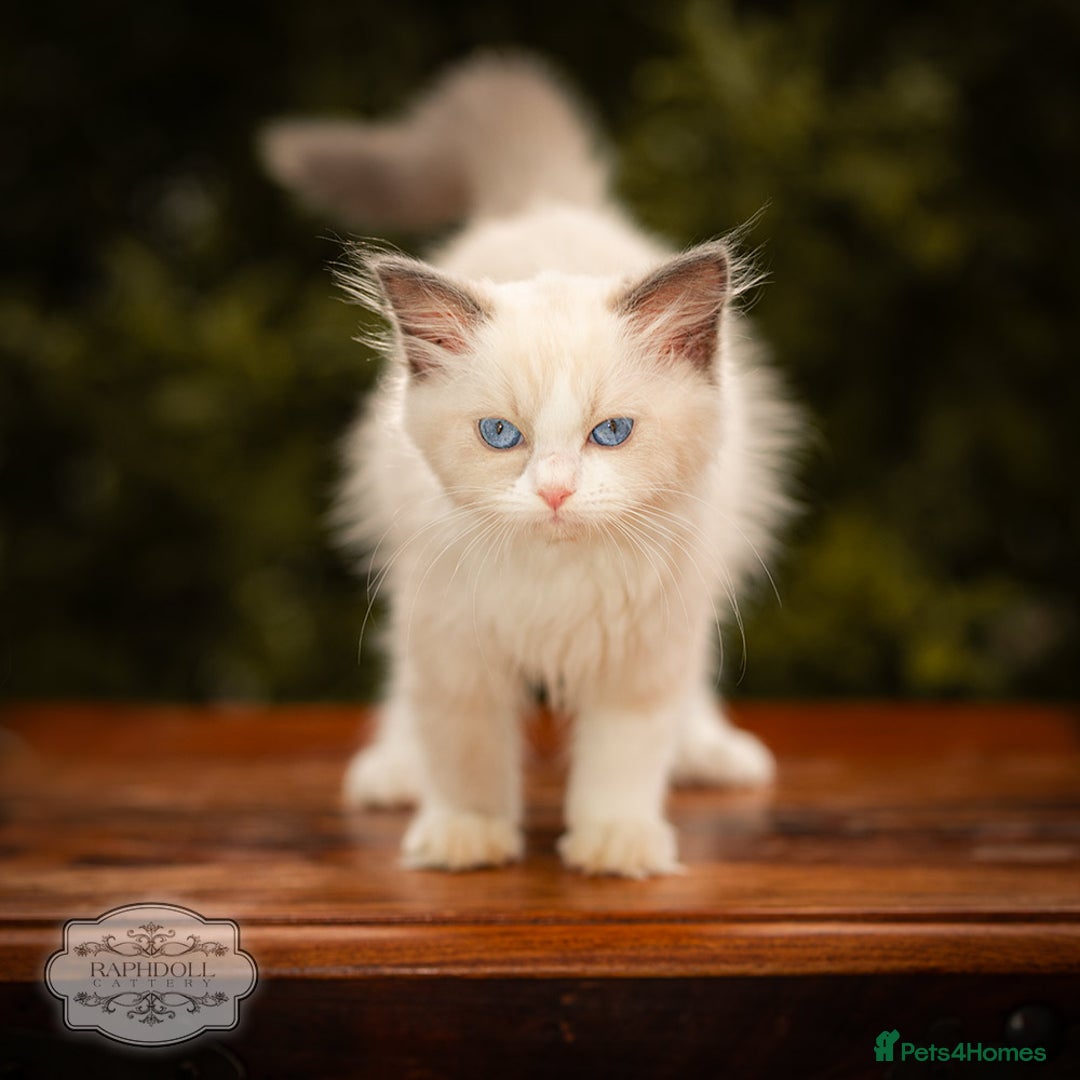 Ragdoll cats for sale: Ragdoll Seal Bicolor Kitten Girl TICA in London - Image 1