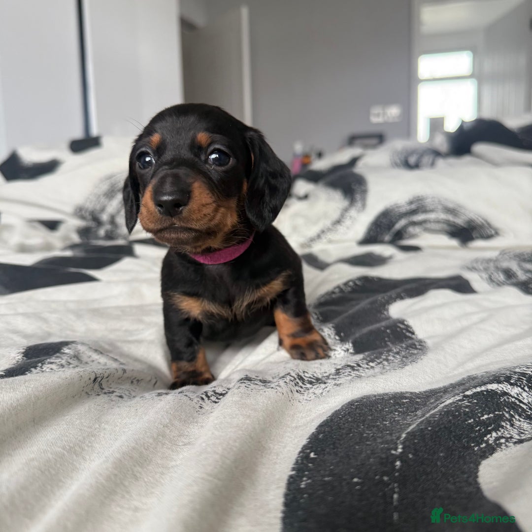 Miniature Dachshund dogs for sale: 4 x gorgeous miniature dachshund puppies  - Image 15
