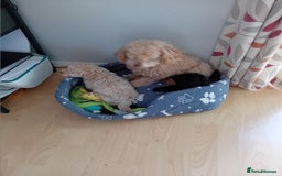 Toy Poodle dogs for sale: Two male health tested toy poodles - Image 7