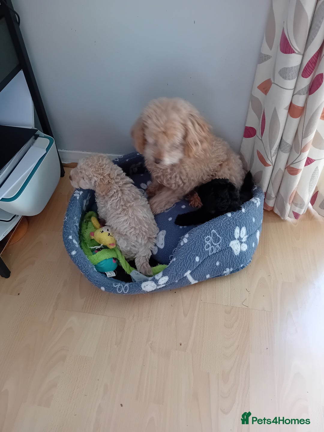 Toy Poodle dogs for sale: Two male health tested toy poodles - Image 7