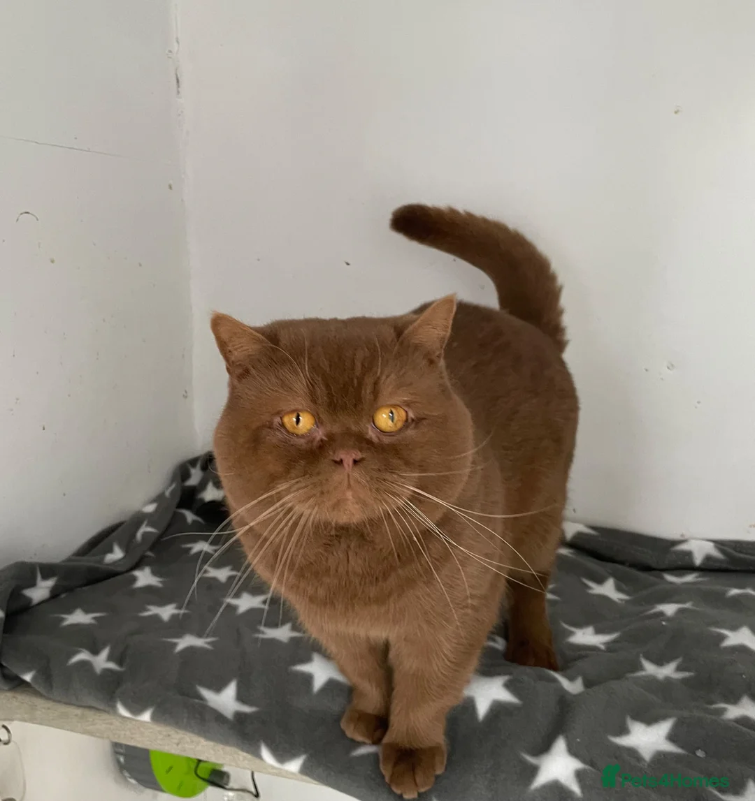British Shorthair cats for stud: 🤎🔥 CINNAMON STUD CARRYING CHOCOLATE GCCF TICA  - Advert 7