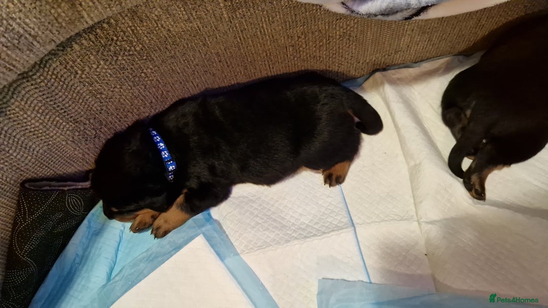 Rottweiler dogs for sale: Rottwailer - Advert 7