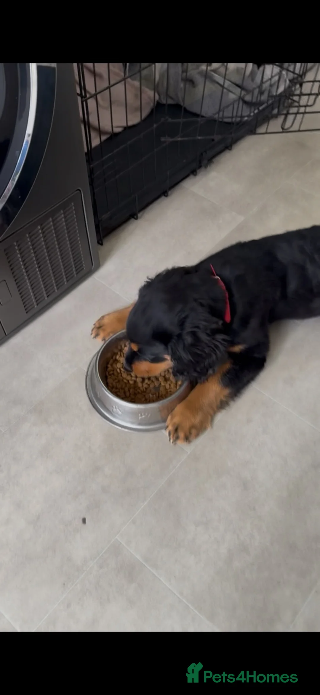 Springador dogs for sale: Springador Puppy in Manchester - Advert 2