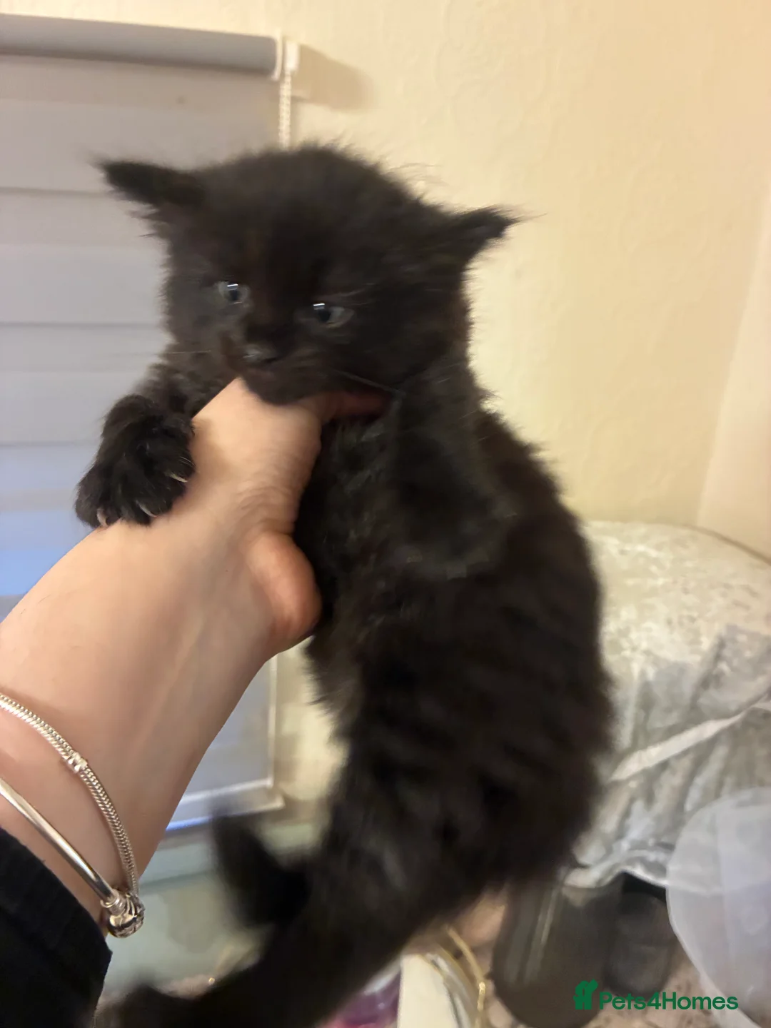 Turkish Angora cats for sale: Turkish angora male  - Advert 11