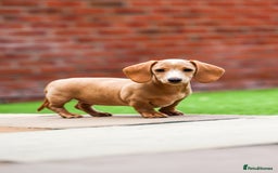 Miniature Dachshund dogs for sale: Miniature cream dachshund - Image 18