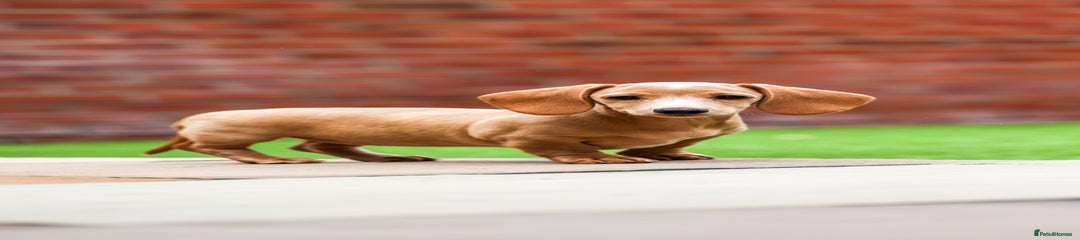 Miniature Dachshund Puppy 7