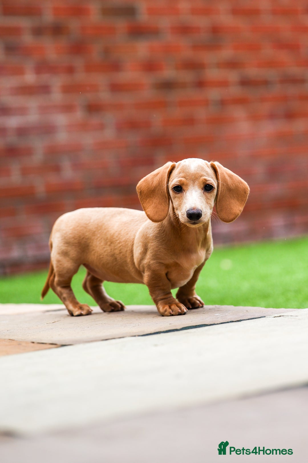 Miniature Dachshund dogs for sale: Miniature cream dachshund - Image 18