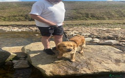 Golden Retriever dogs for stud: Golden boy Baxter - Image 3