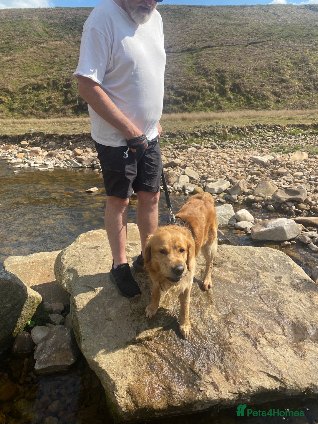 Golden Retriever dogs for stud: Golden boy Baxter - Image 3