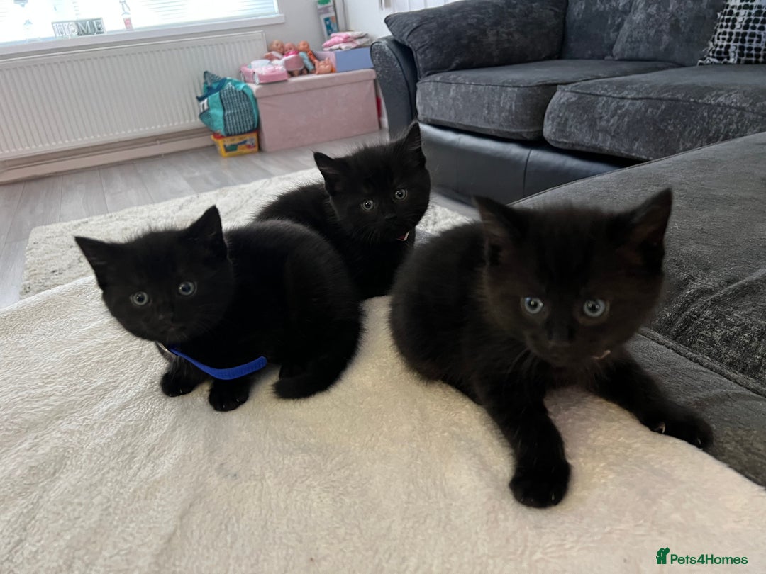 Siamese cats for sale: 3x Beautiful Siamese crossed tabby kittens  - Image 3