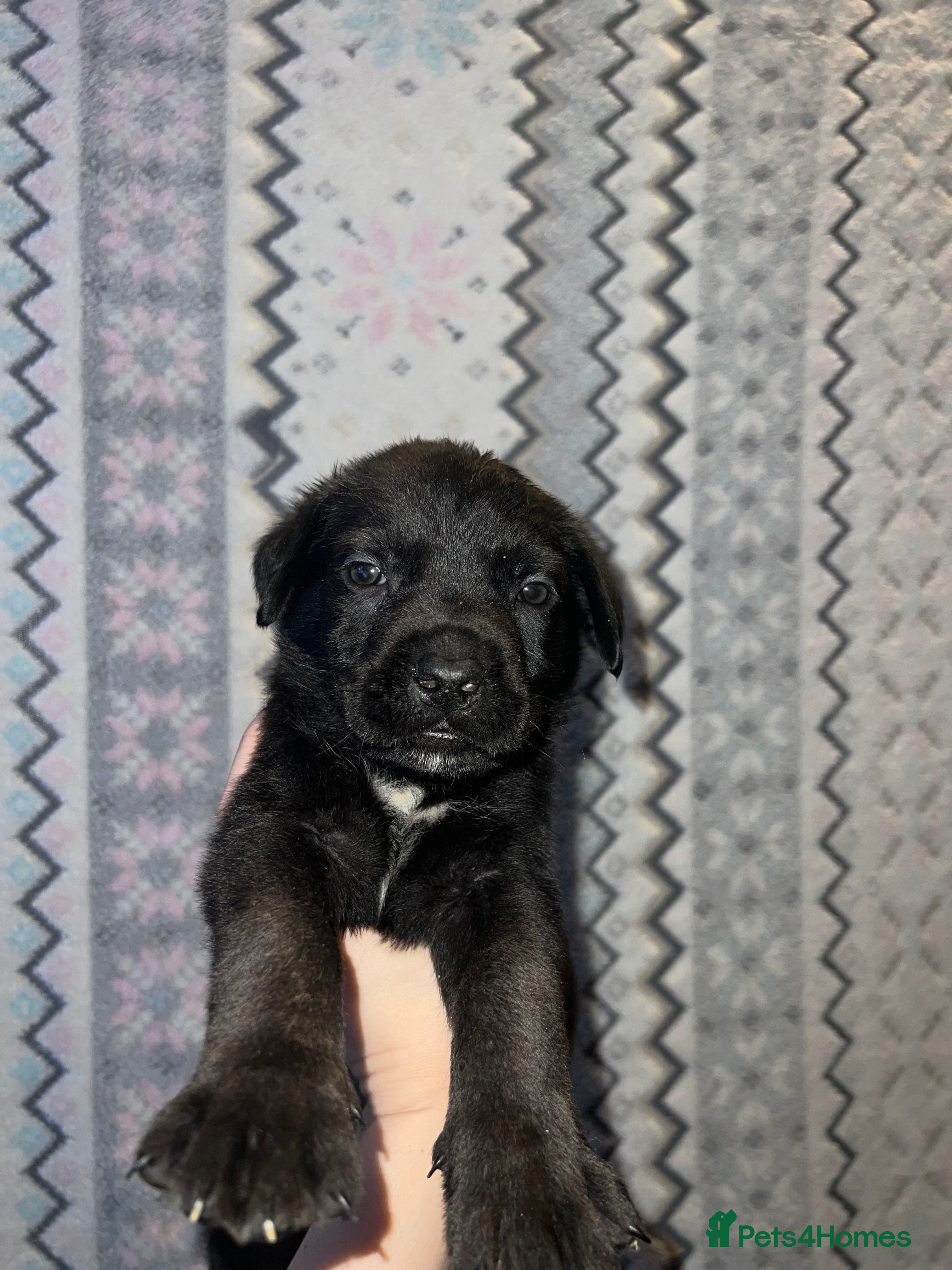 Mixed Breed dogs Cane Corso x Belgian Malinois Puppies –Hand-Reared - Advert 3