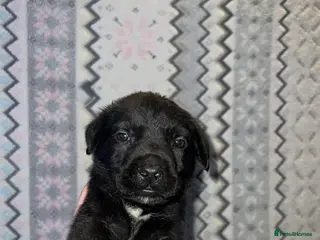 Mixed Breed dogs Cane Corso x Belgian Malinois Puppies –Hand-Reared - Advert 3