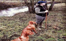 Hungarian Vizsla dogs for sale: Gamekeeper bred KC registered Crufts progeny - Image 12