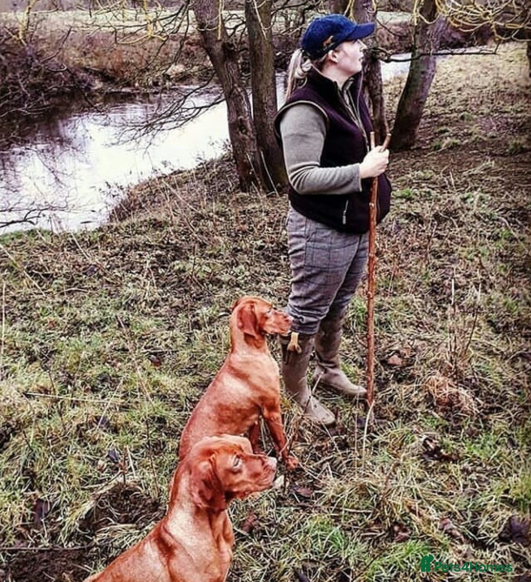 Hungarian Vizsla dogs for sale: Gamekeeper bred KC registered Crufts progeny - Image 12