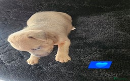 Jack Russell dogs for sale: Jack russell puppy's  - Image 5