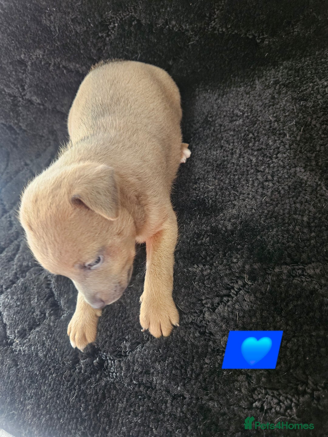 Jack Russell dogs for sale: Jack russell puppy's  - Image 5