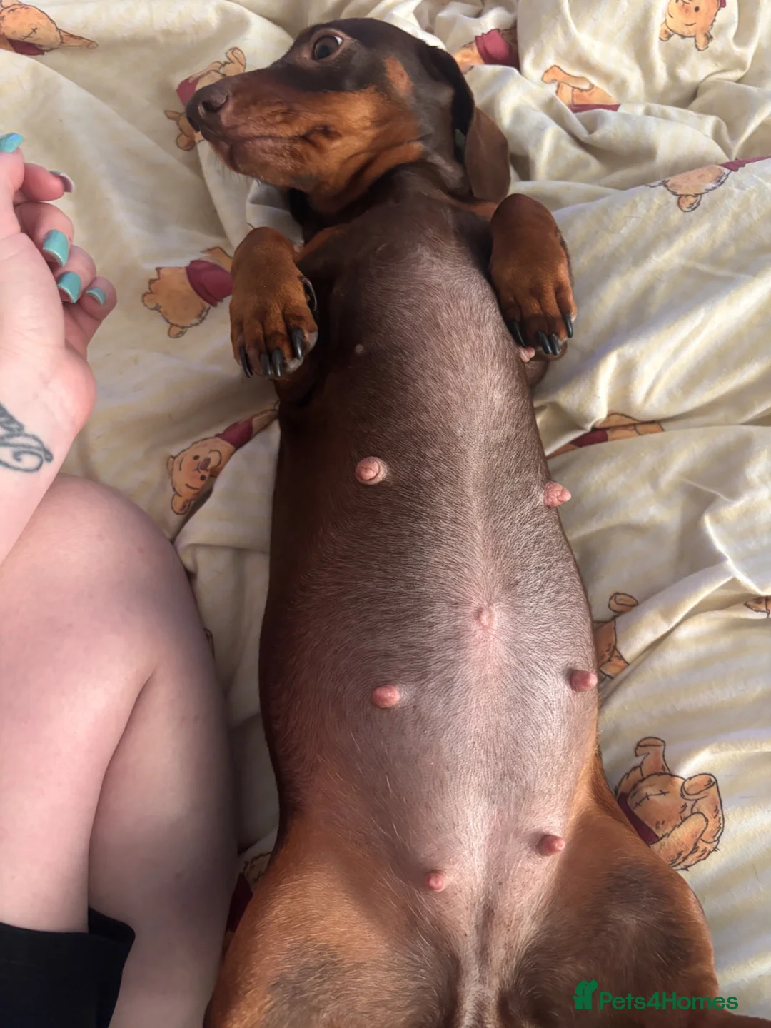 Miniature Dachshund dogs for sale: Kc registered miniature dachshunds due in 3 weeks  - Advert 5