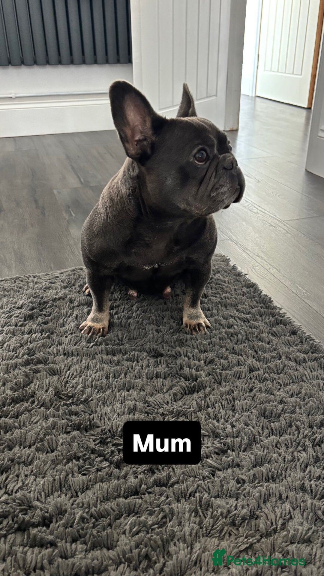 French Bulldog dogs for stud: Tiny lilac and tan stud £300 - Image 14