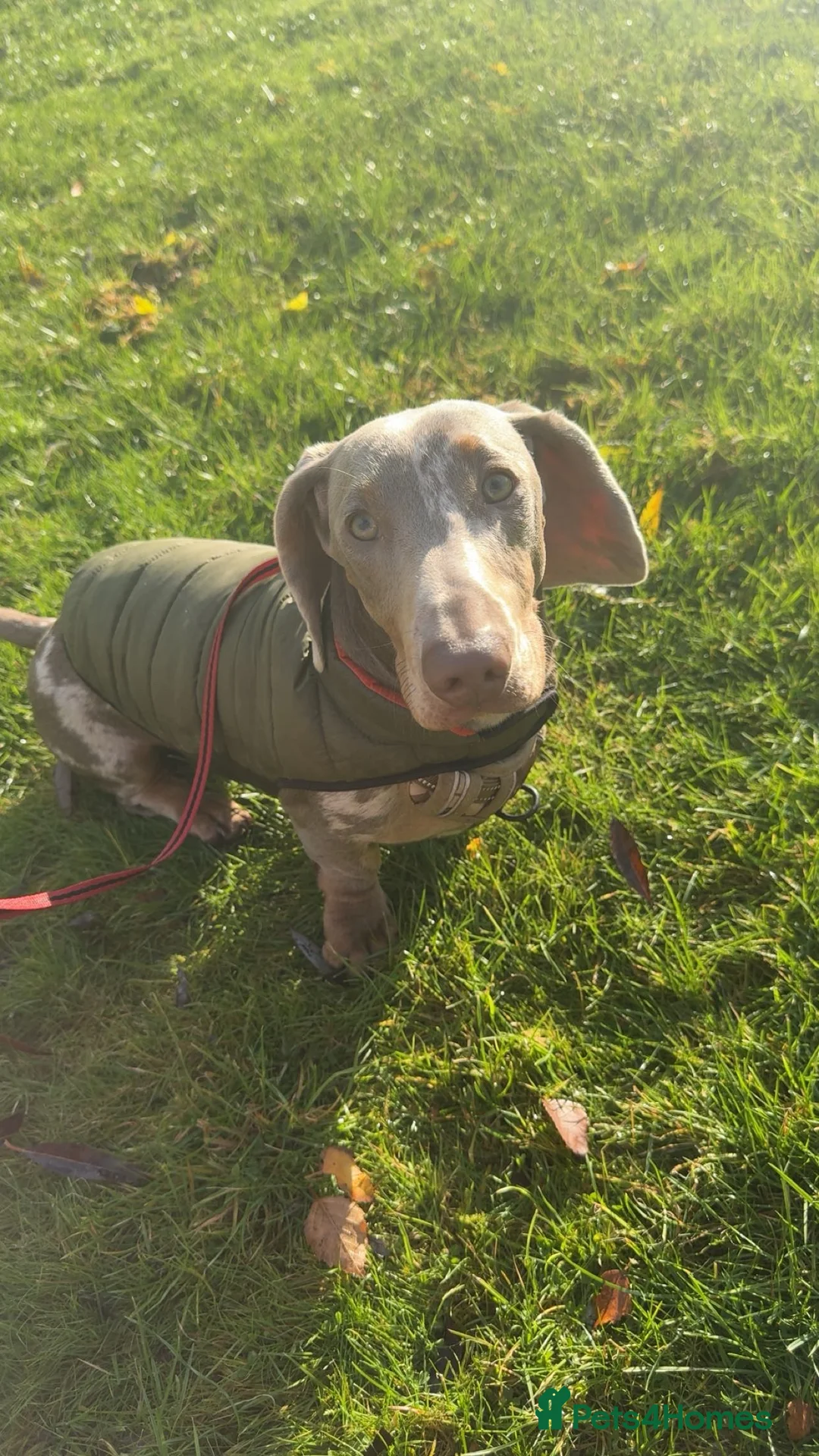 Dachshund dogs for sale: Male dachshund  in Northwich - Advert 7