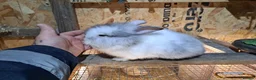 Mixed Breed rabbits for sale: Lion head cross with New zealand white - Advert 9