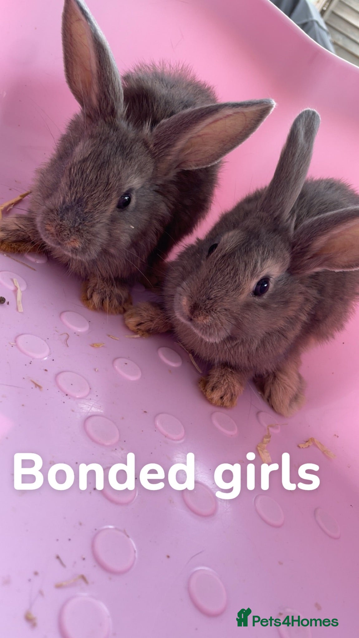 Mixed Breed rabbits 2 rabbits for sale (£50 each) - Advert 9