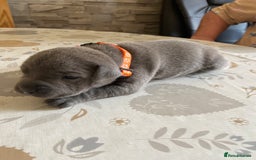 Staffordshire Bull Terrier dogs for sale: solid blues - Image 13