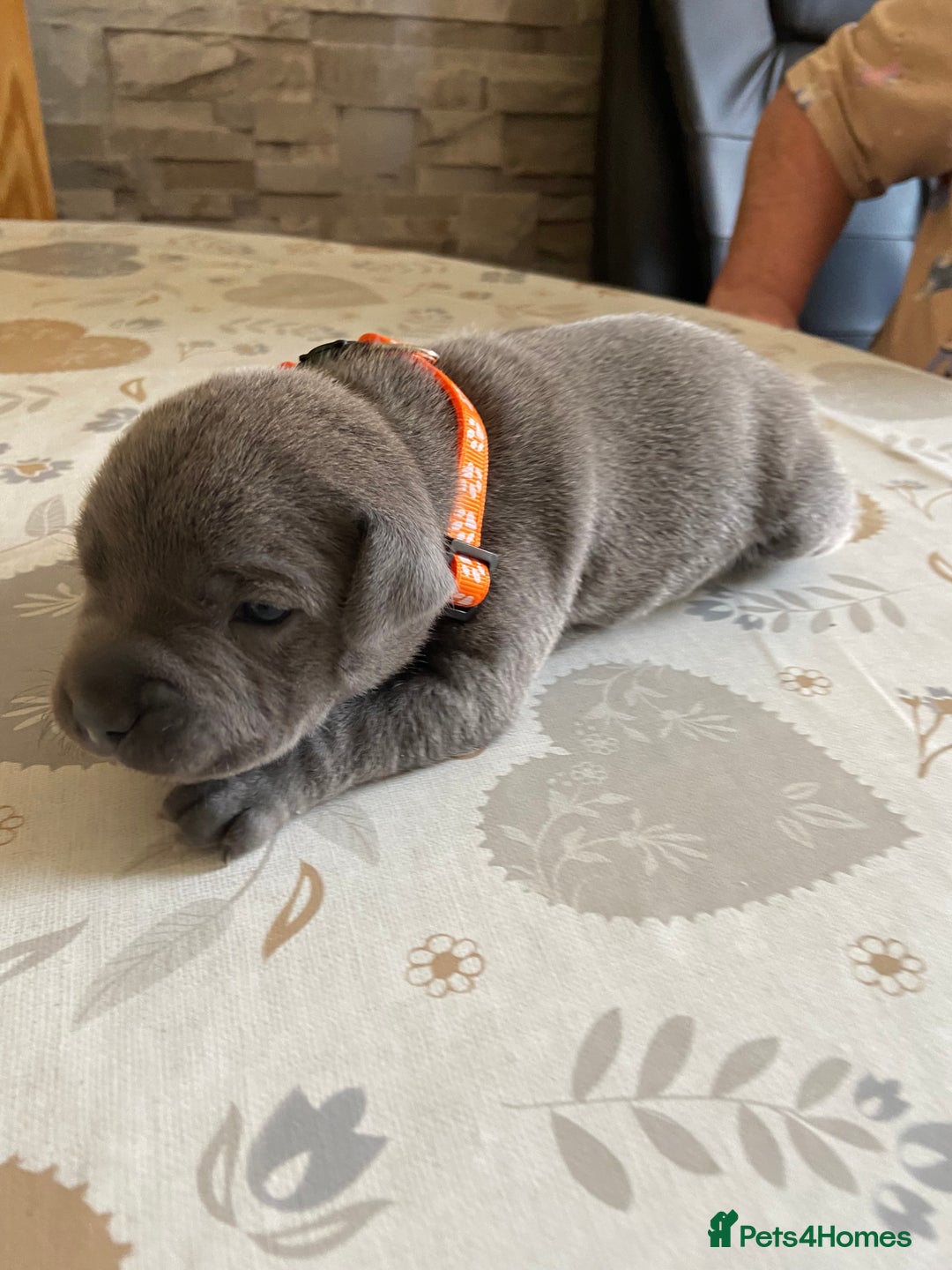 Staffordshire Bull Terrier dogs for sale: solid blues - Image 13