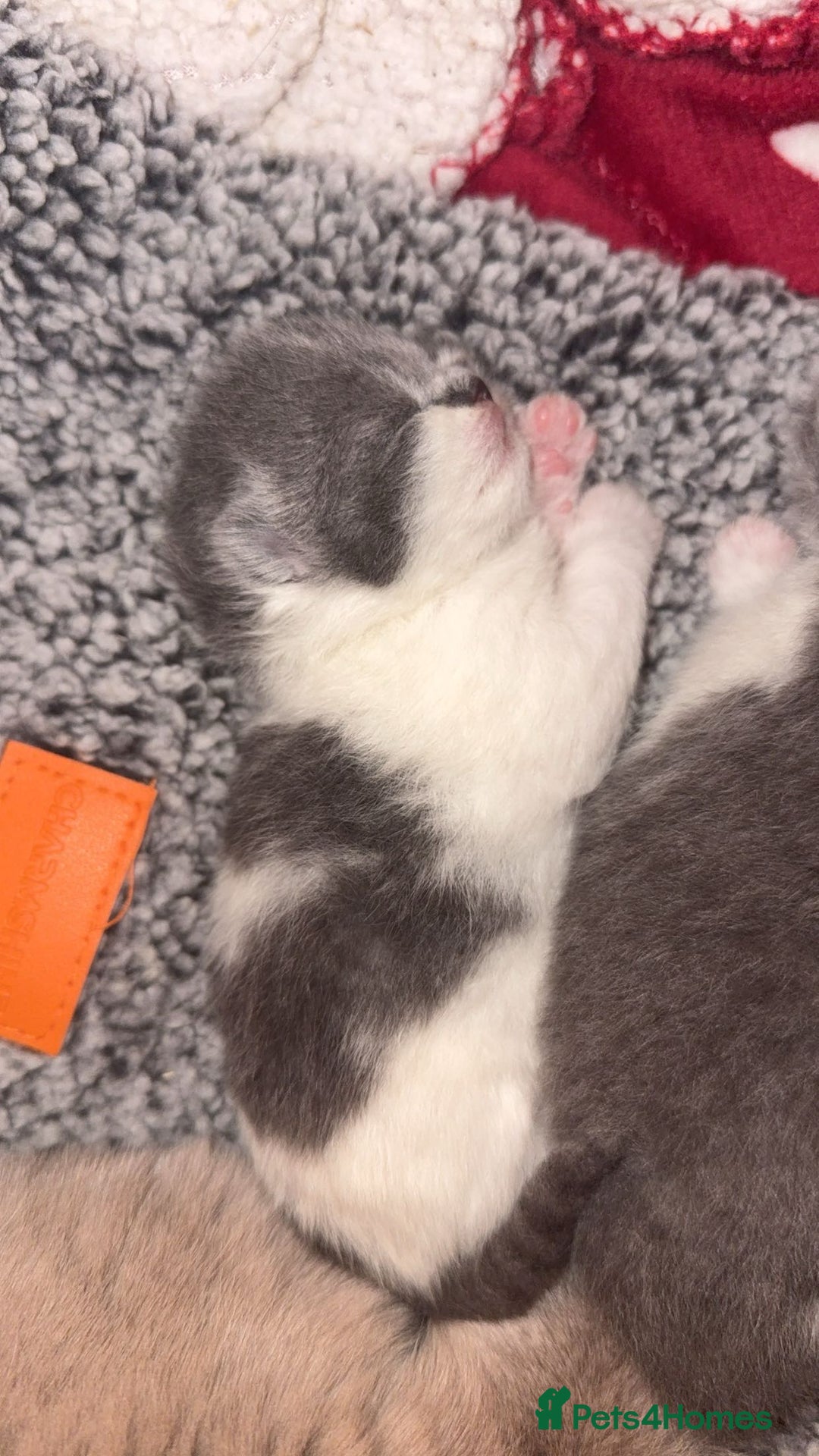 British Shorthair cats for sale: Outstanding British shorthairs  - Advert 2