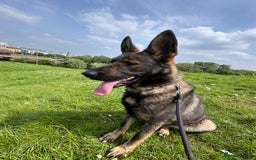 German Shepherd dogs for sale: German shepherd  - Image 2
